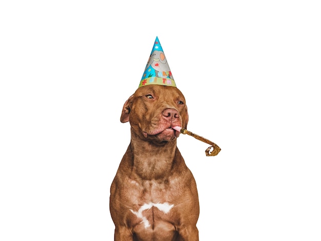 Lovable pretty brown puppy and party hat