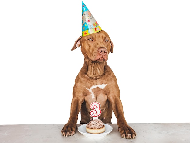 Lovable pretty brown puppy and party hat