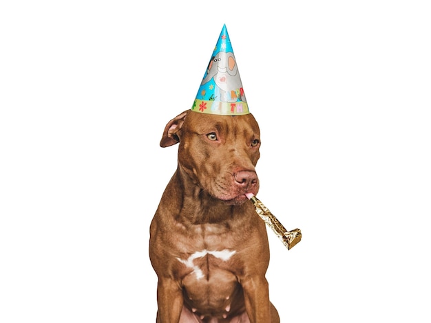 Lovable pretty brown puppy and party hat