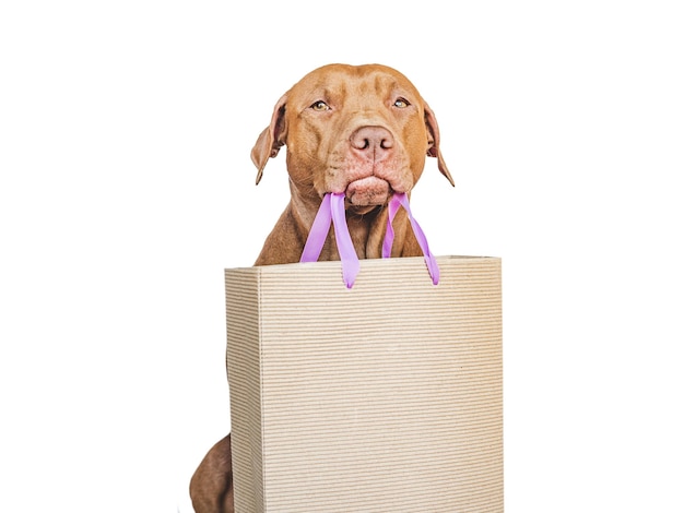 Lovable pretty brown puppy and shopping bag