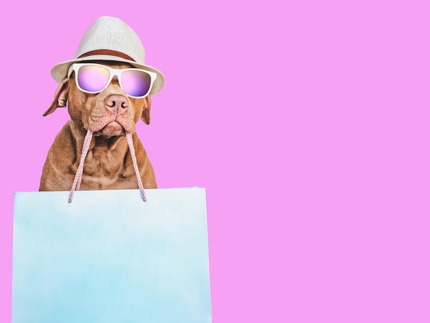 Lovable pretty brown puppy and shopping bag