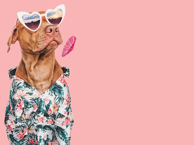 Lovable pretty brown puppy stylish shirt and heart shaped sunglasses