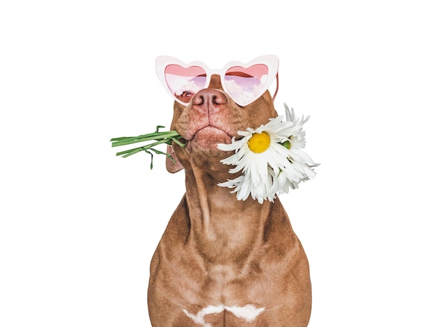 Lovable pretty brown puppy and sunglasses Closeup