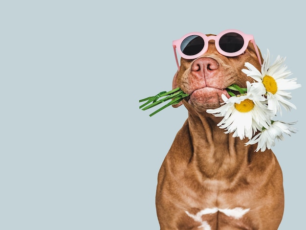 Lovable pretty brown puppy and sunglasses Closeup