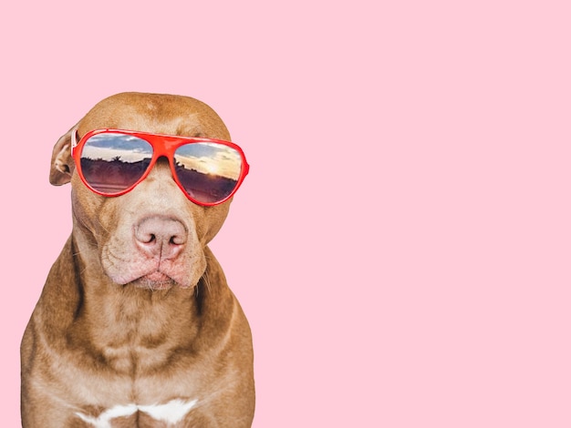 Lovable pretty brown puppy and sunglasses Travel preparation