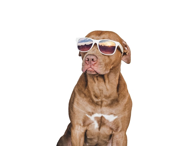 Lovable pretty brown puppy and sunglasses Travel preparation