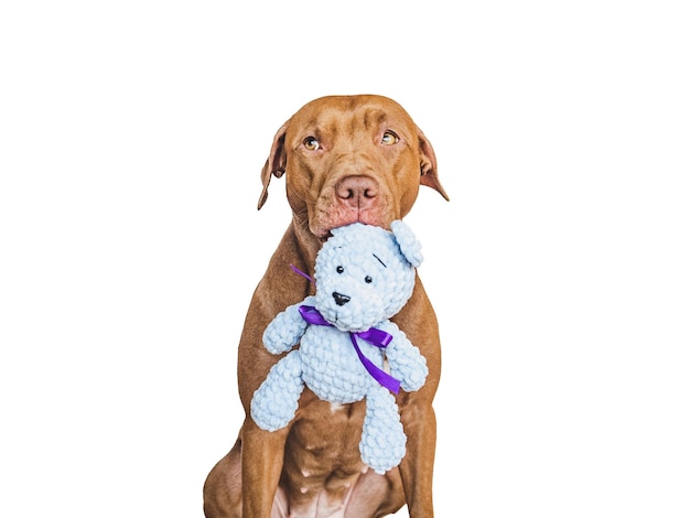 Lovable pretty brown puppy and teddy bear