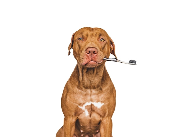 Lovable pretty brown puppy and toothbrush Closeup