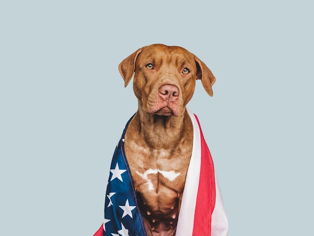 Lovable pretty dog and American Flag Closeup indoors