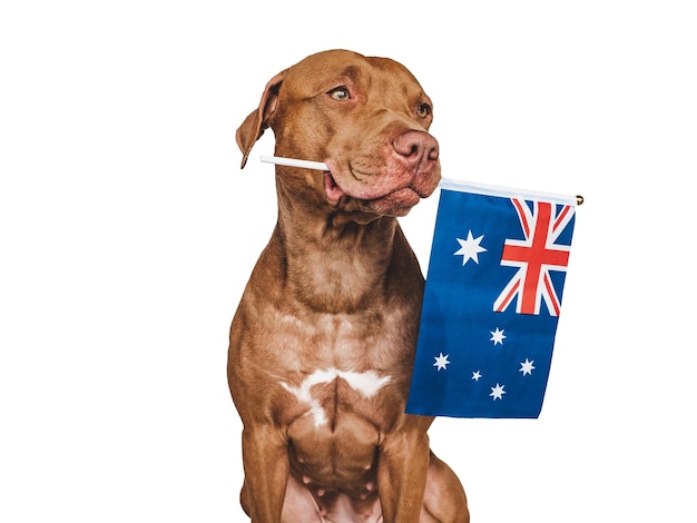 Lovable pretty dog and Australian Flag Closeup