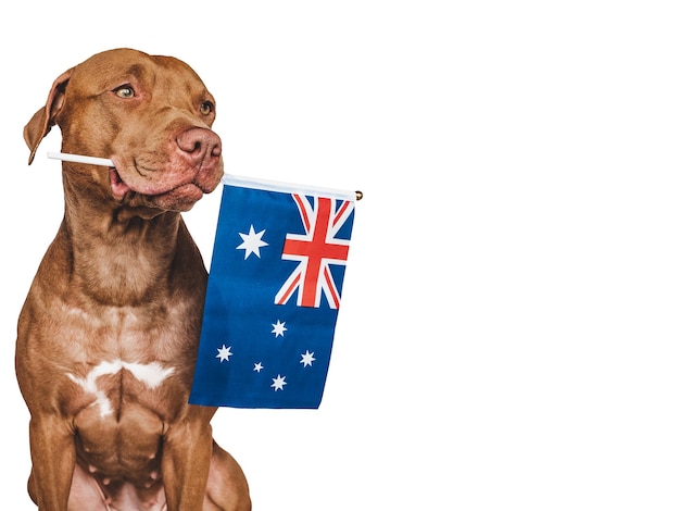 Lovable pretty dog and Australian Flag Closeup