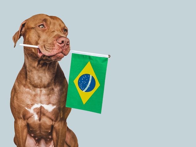 Lovable pretty dog and Brazilian Flag Closeup