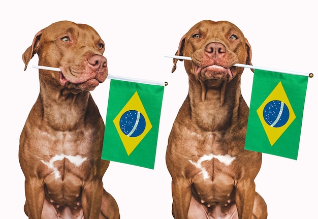 Lovable pretty dog and Brazilian Flag Closeup