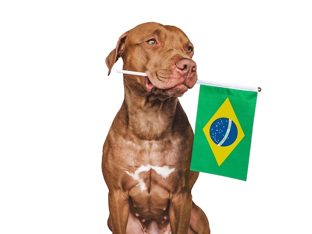 Lovable pretty dog and Brazilian Flag Closeup