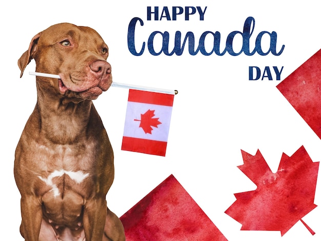 Lovable pretty dog and Canadian Flag Closeup