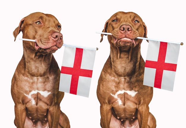 Lovable pretty dog and Flag of England Closeup