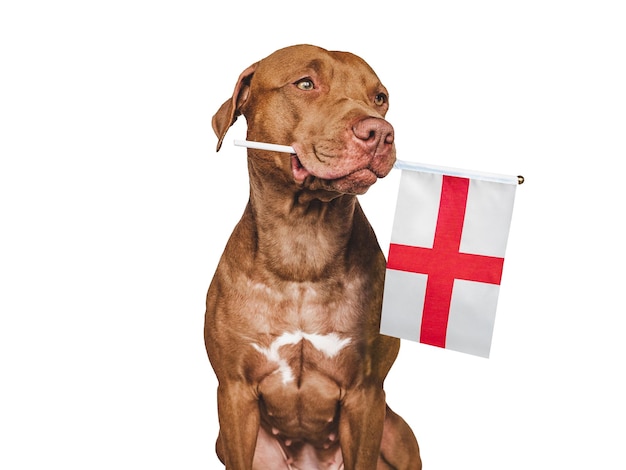 Lovable pretty dog and Flag of England