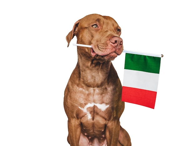 Lovable pretty dog and Flag of Italy