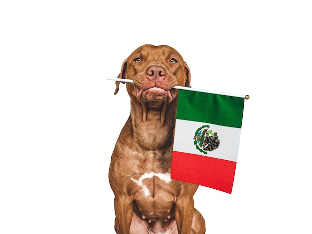 Lovable pretty dog and Flag of Mexico