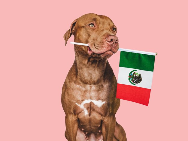 Lovable pretty dog and Flag of Mexico