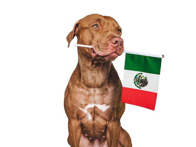 Lovable pretty dog and Flag of Mexico