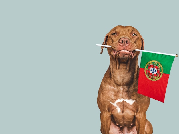 Lovable pretty dog and Flag of Portugal