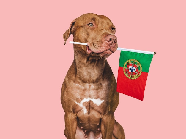 Lovable pretty dog and Flag of Portugal