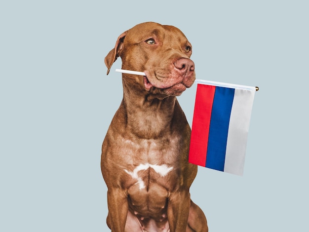 Lovable pretty dog and Flag of Russia