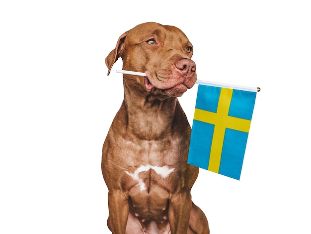 Lovable pretty dog and Flag of Sweden