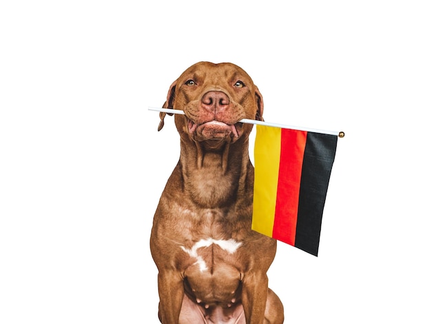 Lovable pretty dog and German Flag Closeup