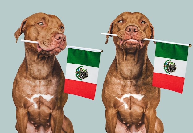 Lovable pretty dog and Mexican Flag Closeup