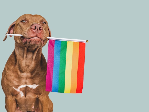 Lovable pretty dog and Rainbow Flag Closeup