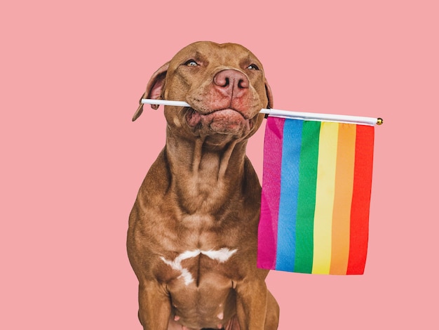 Lovable pretty dog and Rainbow Flag Closeup