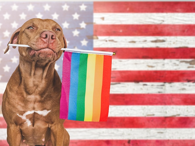 Lovable pretty dog and Rainbow Flag Closeup