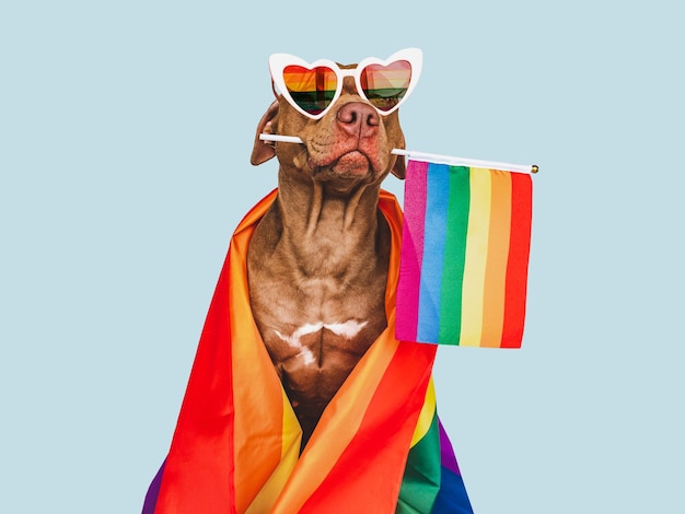 Lovable pretty dog and Rainbow Flag Closeup