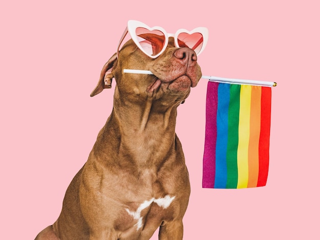 Lovable pretty dog and Rainbow Flag Closeup