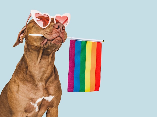 Lovable pretty dog and Rainbow Flag Closeup