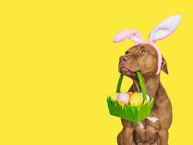 Lovable pretty puppy and a basket of Easter eggs