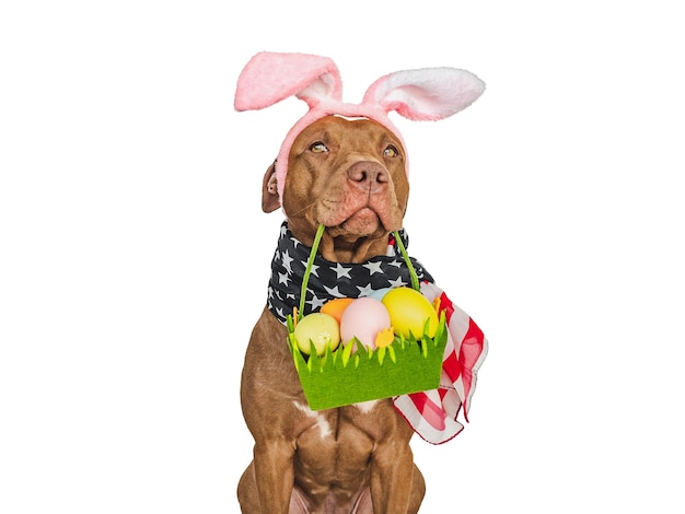 Lovable pretty puppy and a basket of Easter eggs