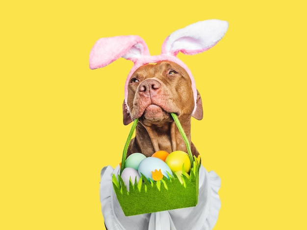 Lovable pretty puppy and a basket of Easter eggs