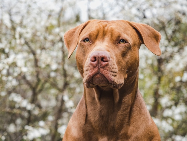 Lovable, pretty puppy of brown color. Close-up, outdoors. Day light. Concept of care, education, obedience training and raising pets