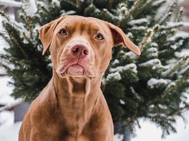 Lovable, pretty puppy of brown color . Close-up