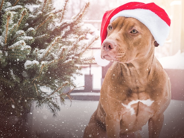 Lovable, pretty puppy of brown color . Close-up