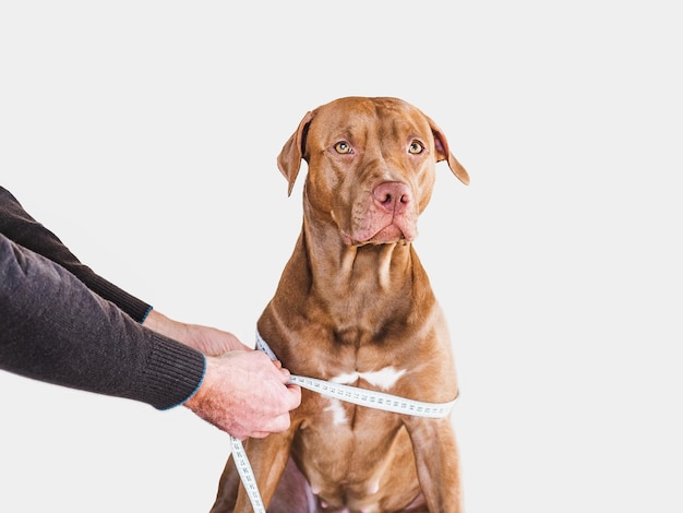 Lovable pretty puppy of brown color and its caring owner Closeup indoors Day light studio photo Pet care concept