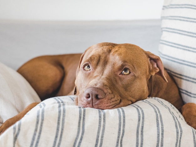 Lovable pretty puppy lying on the bed