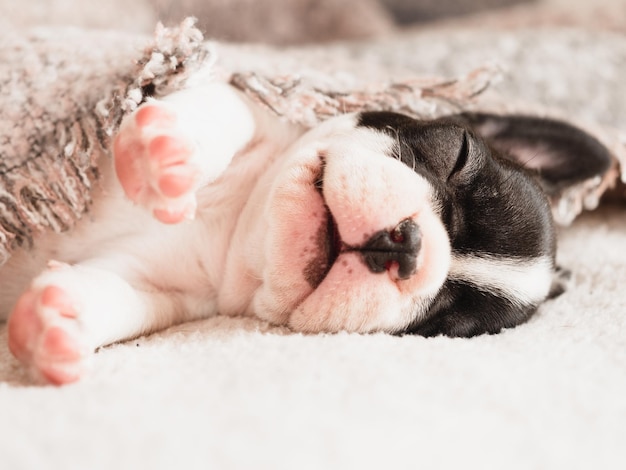 Lovable pretty puppy lying on the windowsill