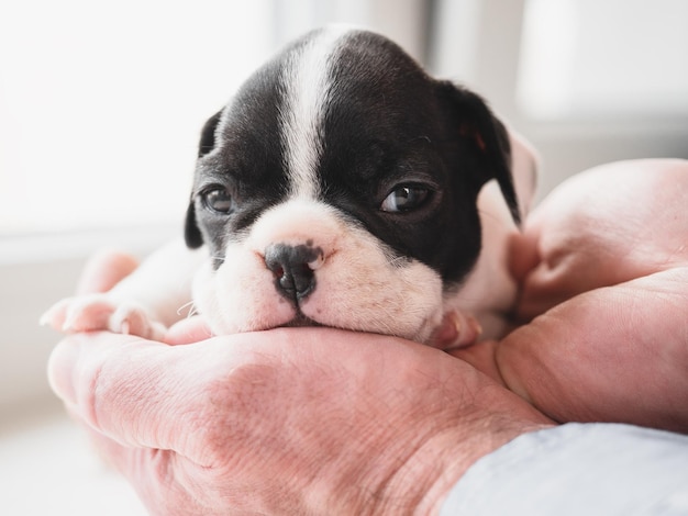 Lovable pretty puppy and male hands Studio photo