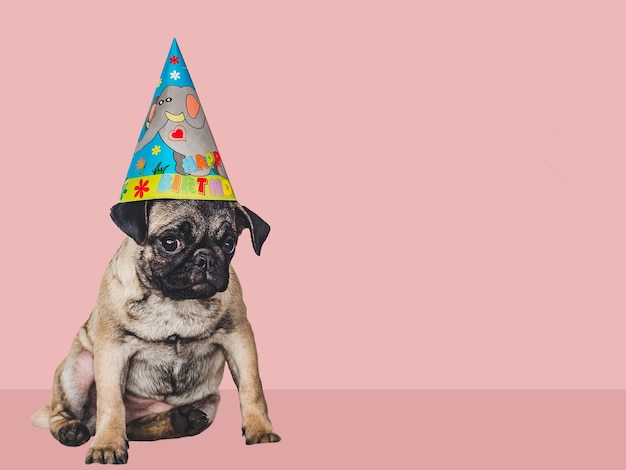 Lovable pretty puppy and party hat Closeup indoors