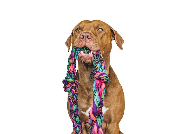 Lovable pretty puppy and a play rope