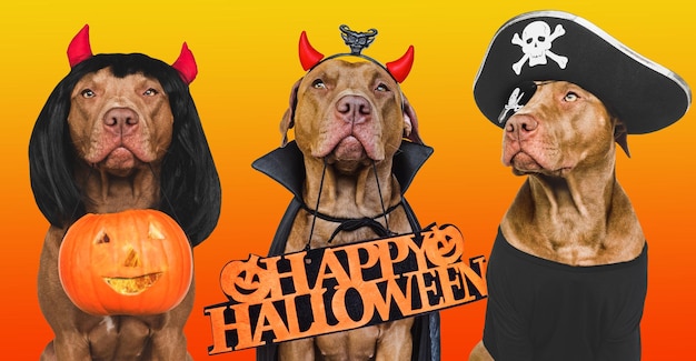 Lovable puppies and halloween decorations Photo collage